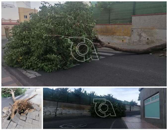 El árbol bloqueó la calle/TA.
